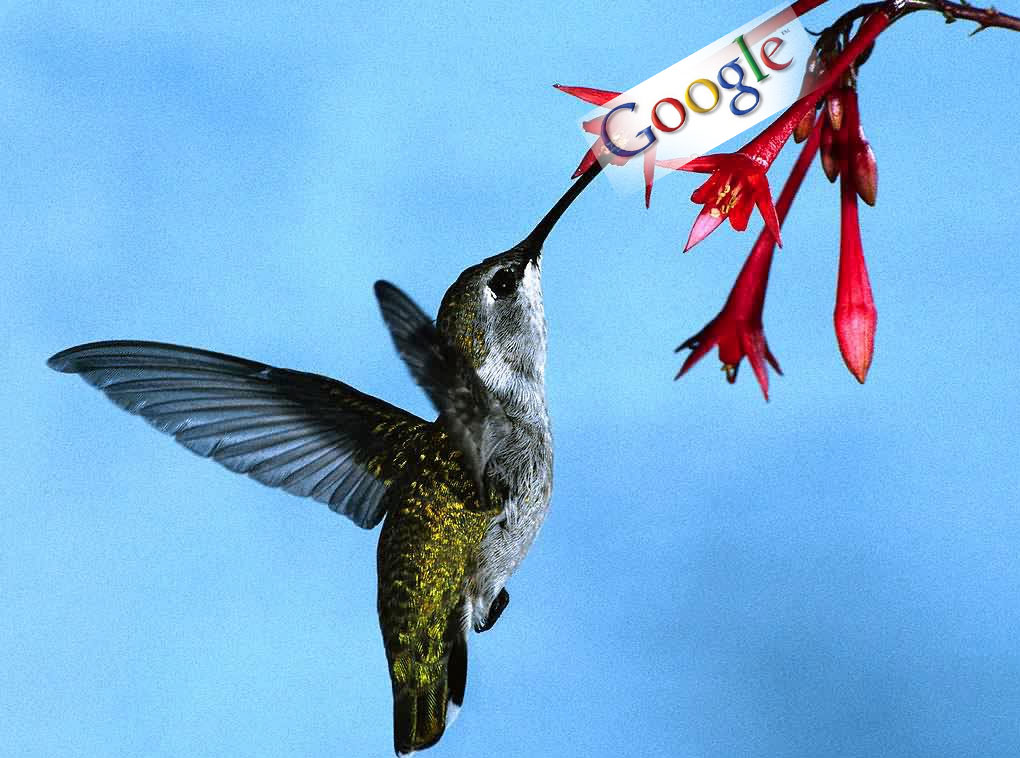 Hummingbird-google-update